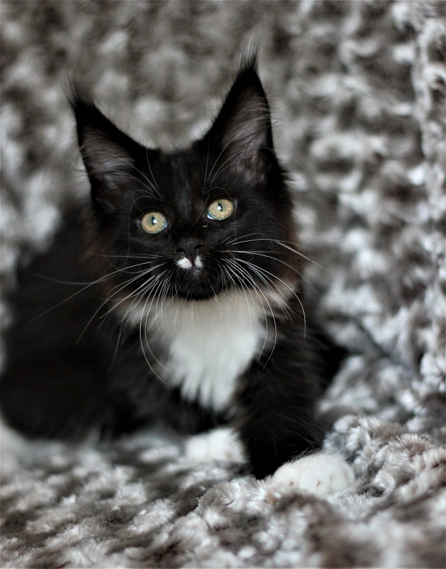 Xander Monterini - Kitten maine-coon 2 months 1 week