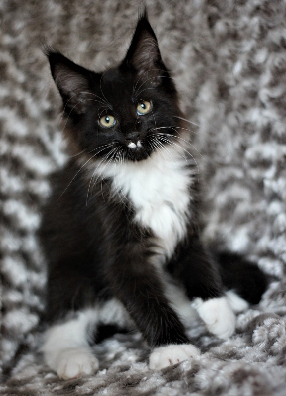 Xander Monterini - Kitten maine-coon 2 months 1 week