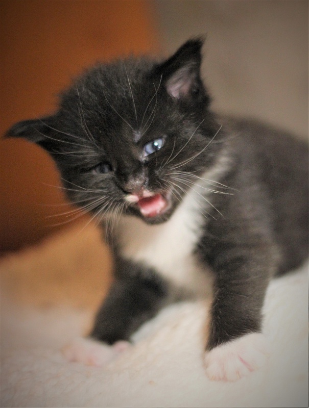 Xander Monterini - Kitten maine-coon 3 weeks