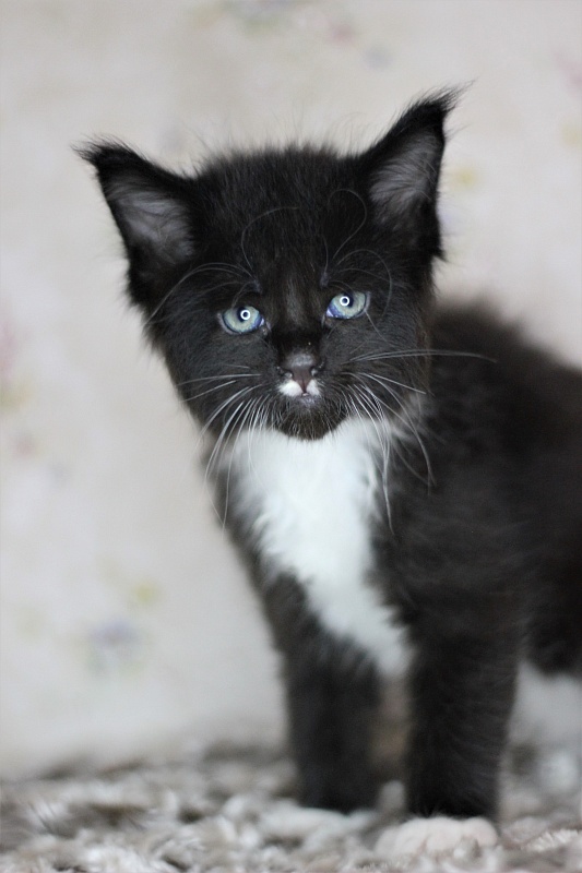 Xander Monterini - Kitten maine-coon 1 month