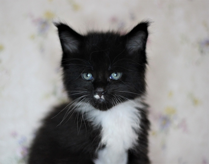 Xander Monterini - Kitten maine-coon 1 month