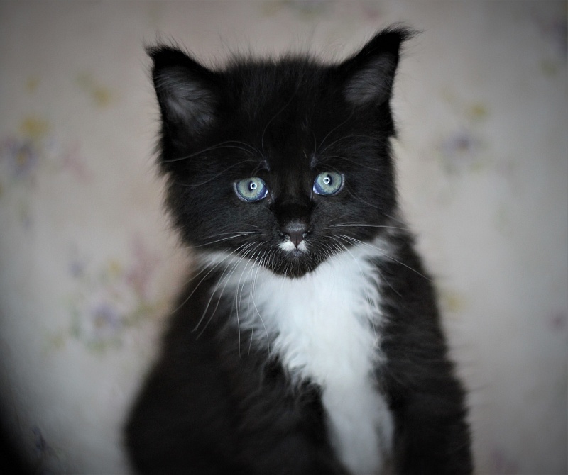 Xander Monterini - Kitten maine-coon 1 month