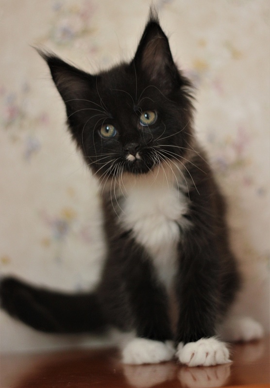 Xander Monterini - Kitten maine-coon 1 month 3 weeks