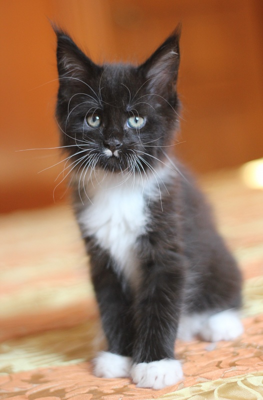 Xander Monterini - Kitten maine-coon 1 month 3 weeks