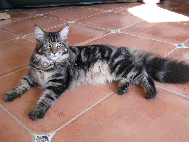 Escape's Indica - мейн-кун