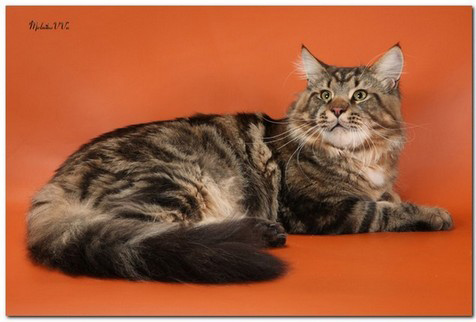 Z'Triumfator Wiki-Black - мейн-кун