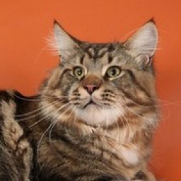 Z'Triumfator Wiki-Black