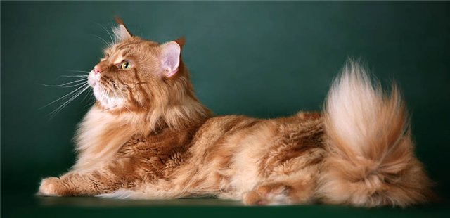 Yoel Mori Perla Annaru - maine-coon