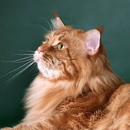 Yoel Mori Perla Annaru