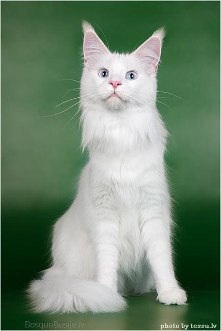 Multicoon Tipsy Eve - maine-coon