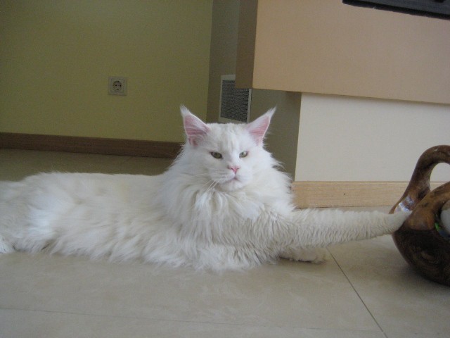 Bosque Bestia Arctic - maine-coon