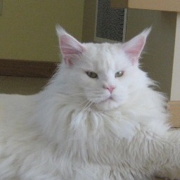 Bosque Bestia Arctic