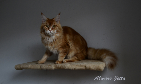 Top Coon Jeta - maine-coon 11/03/2013