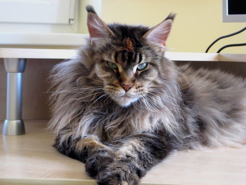 Alwaro Blink Arrow - maine-coon