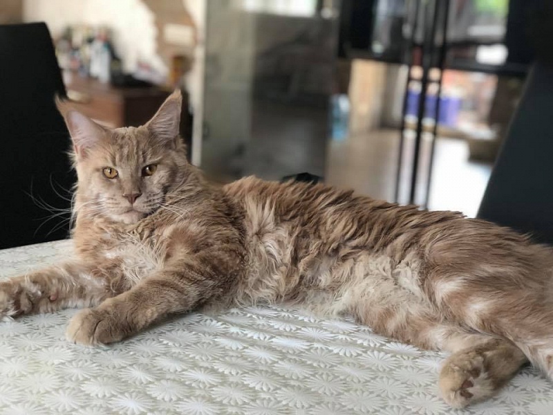 Pospishil&Co*UA Figaro - мейн-кун