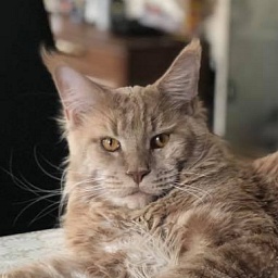 Pospishil&Co*UA Figaro