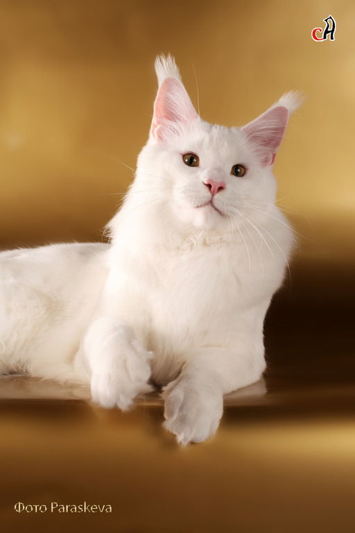 Lordcoon Don Ceron - maine-coon 12/01/2012