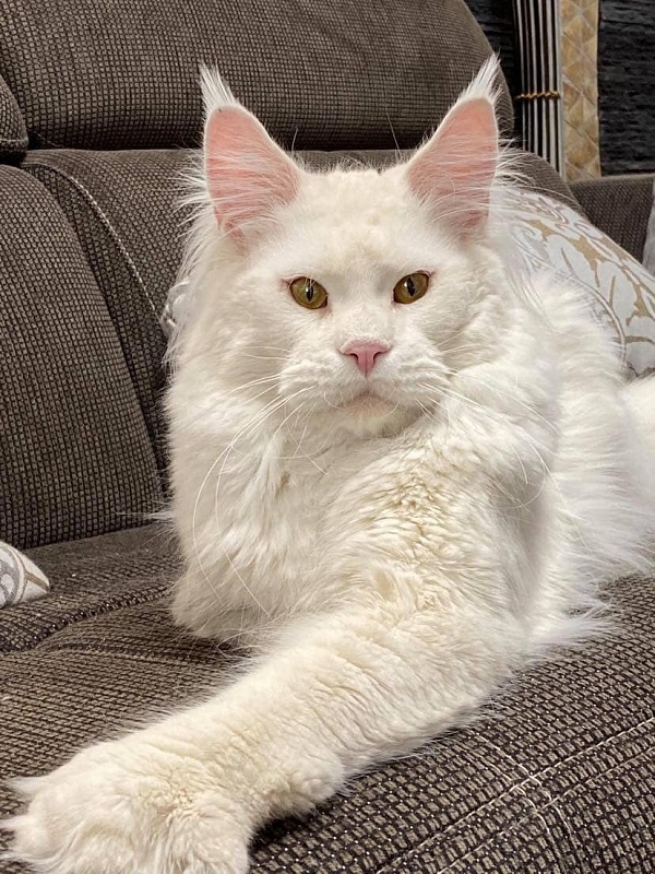 ES*Gattacamoon Ray of Sun - maine-coon