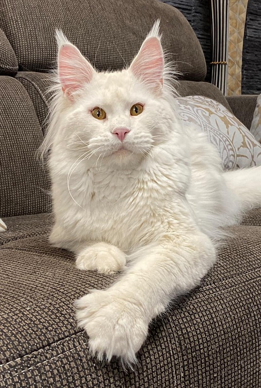 ES*Gattacamoon Ray of Sun - maine-coon