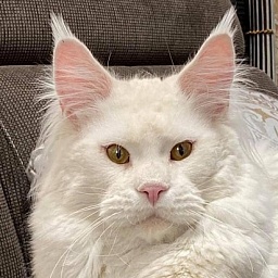 ES*Gattacamoon Ray of Sun