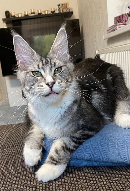 Olly Viktoria Pride*CZ - maine-coon