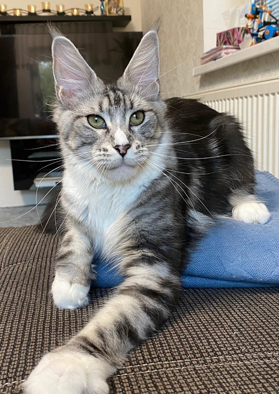 Olly Viktoria Pride*CZ - maine-coon