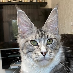 Olly Viktoria Pride*CZ