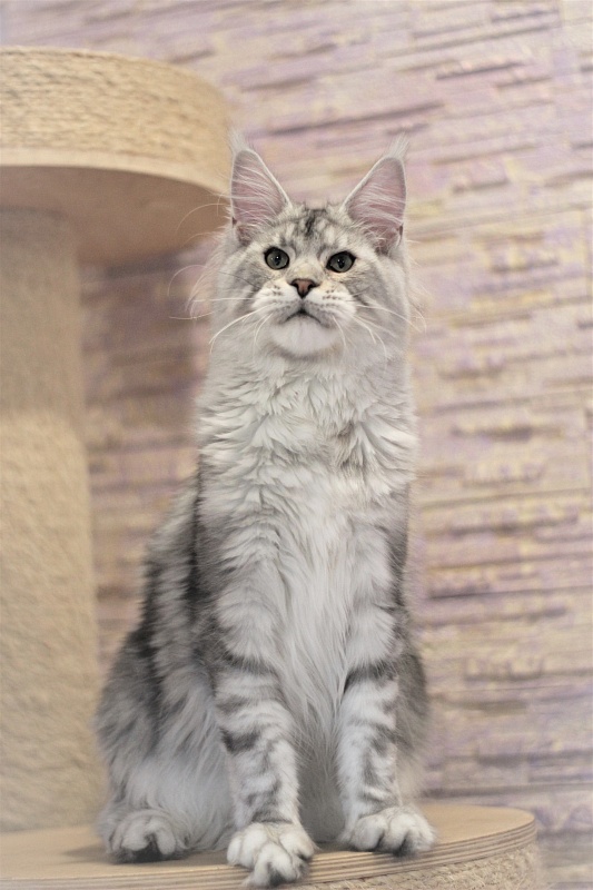 Ewok Viktoria Pride*CZ - Kitten maine-coon 6 months 3 weeks