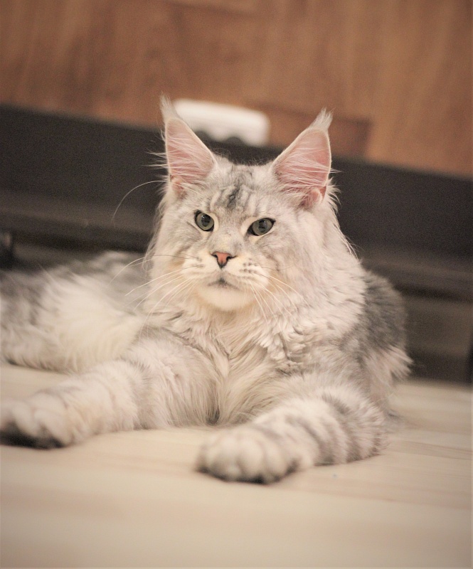 Ewok Viktoria Pride*CZ - Junior maine-coon 7 months 3 weeks
