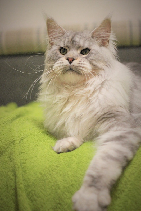 Ewok Viktoria Pride*CZ - Adult maine-coon 1 year 1 month 1 week