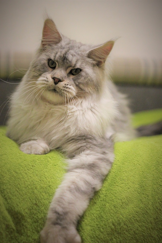 Ewok Viktoria Pride*CZ - Adult maine-coon 1 year 1 month 1 week