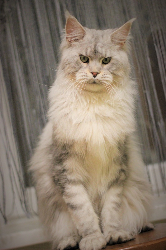 Ewok Viktoria Pride*CZ - Adult maine-coon 1 year 1 month 1 week