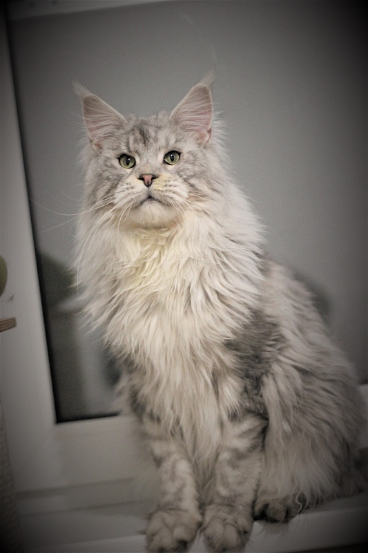 Ewok Viktoria Pride*CZ - Adult maine-coon 1 year 3 months 0.5 weeks