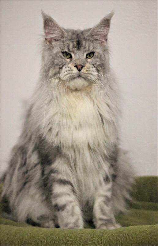 Ewok Viktoria Pride*CZ - Adult maine-coon 1 year 3 months 0.5 weeks