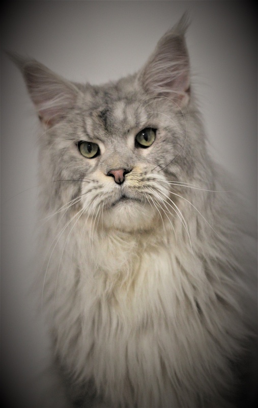 Ewok Viktoria Pride*CZ - Adult maine-coon 1 year 3 months 0.5 weeks