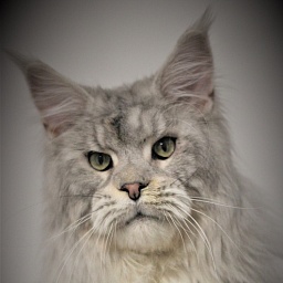 Ewok Viktoria Pride*CZ