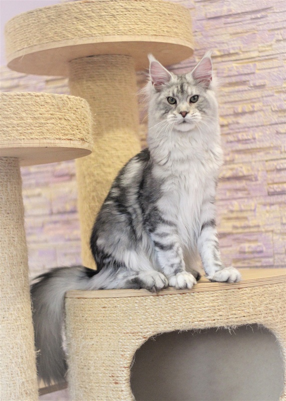 Ewok Viktoria Pride*CZ - Kitten maine-coon 6 months 3 weeks