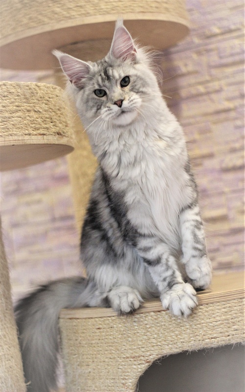 Ewok Viktoria Pride*CZ - Kitten maine-coon 6 months 3 weeks