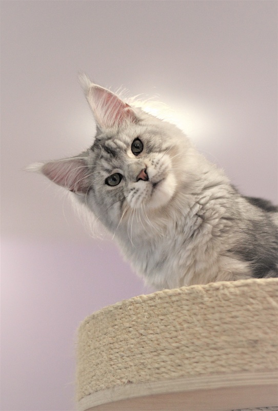 Ewok Viktoria Pride*CZ - Kitten maine-coon 6 months 3 weeks