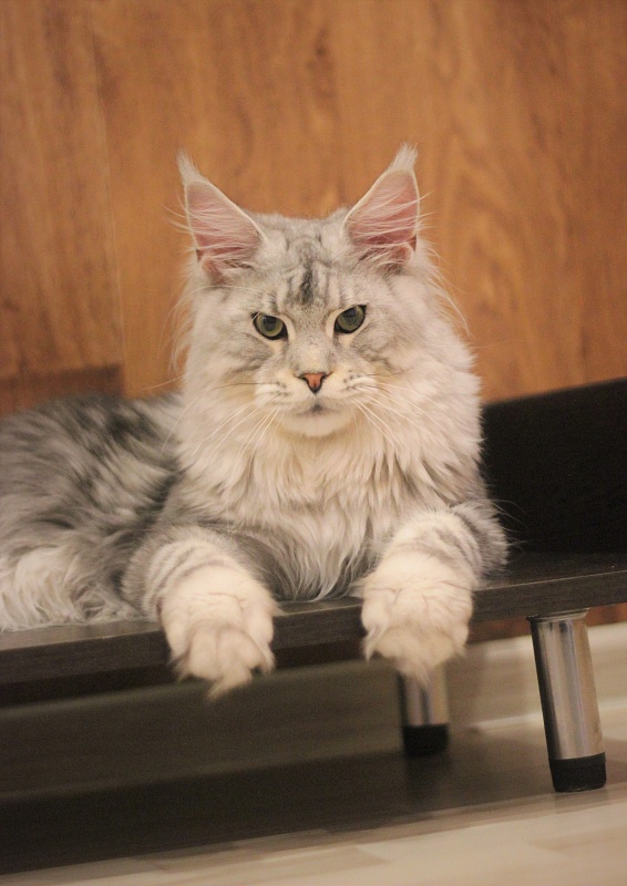Ewok Viktoria Pride*CZ - Junior maine-coon 7 months 3 weeks