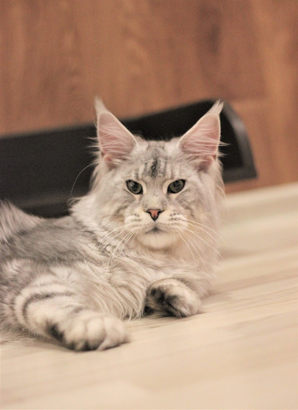 Ewok Viktoria Pride*CZ - Junior maine-coon 7 months 3 weeks