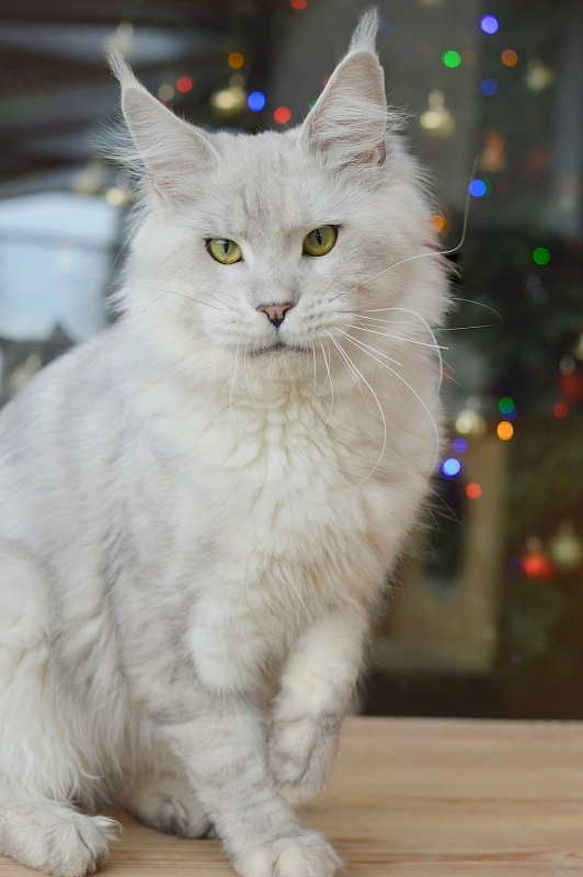 Quo Vadis von Palüt - мейн-кун 15.12.19