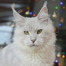 Quo Vadis von Palüt