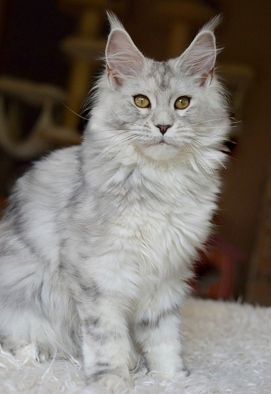 StarArk Mona Liza - мейн-кун 17.08.18