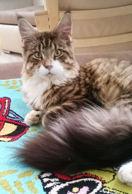Grey Claws O'Henry - maine-coon