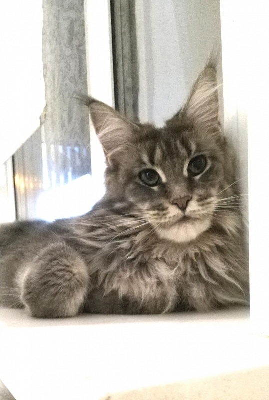 Ophirusland Fishka - maine-coon