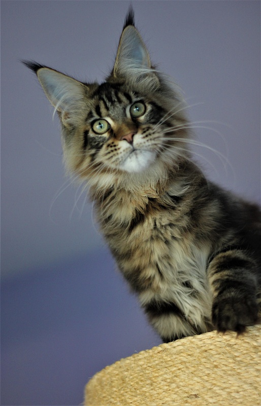 Orso Ophirusland*RU - Кошеня мейн-кун 5 місяців 1 тиждень