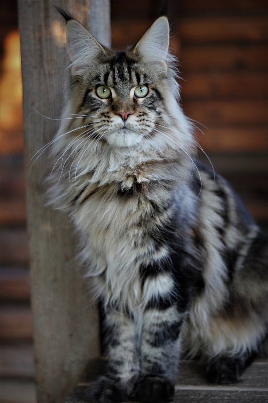 Orso Ophirusland*RU - Юніор мейн-кун 8 місяців