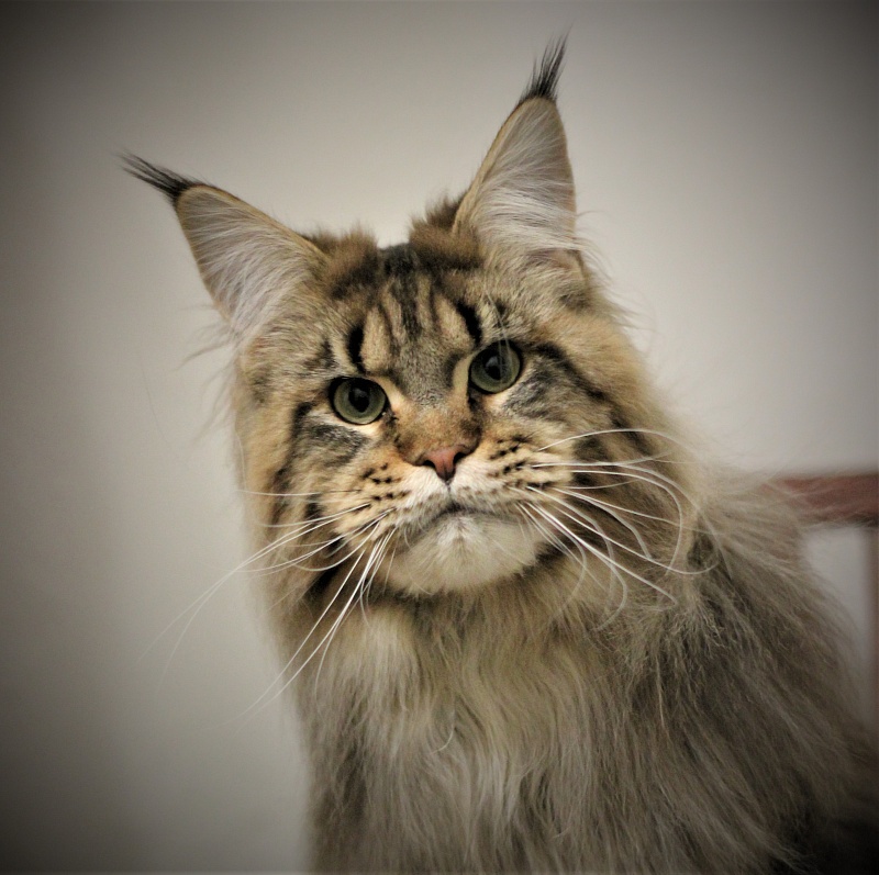 Orso Ophirusland*RU - Дорослий мейн-кун 1 рік 0,5 тижнів