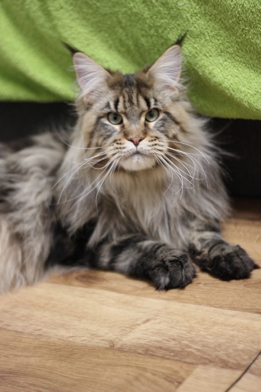 Orso Ophirusland*RU - Дорослий мейн-кун 1 рік 0,5 тижнів